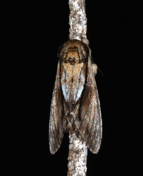 Notodontidae: Paradrymonia vittata